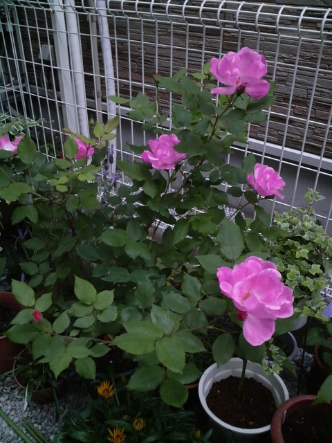 2008051618410000.jpg