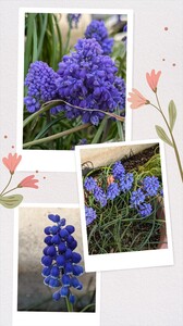 20250408_120153-COLLAGE.jpg